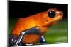 Strawberry Poison Dart Frog in Costa Rica-null-Mounted Photographic Print