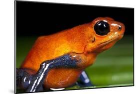 Strawberry Poison Dart Frog in Costa Rica-null-Mounted Photographic Print