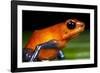 Strawberry Poison Dart Frog in Costa Rica-null-Framed Photographic Print