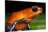 Strawberry Poison Dart Frog in Costa Rica-null-Mounted Photographic Print