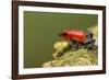 Strawberry Poison Dart Frog in Rainforest, Selva Verde, Costa Rica-Rob Sheppard-Framed Photographic Print