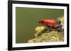 Strawberry Poison Dart Frog in Rainforest, Selva Verde, Costa Rica-Rob Sheppard-Framed Photographic Print