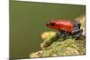 Strawberry Poison Dart Frog in Rainforest, Selva Verde, Costa Rica-Rob Sheppard-Mounted Photographic Print