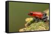 Strawberry Poison Dart Frog in Rainforest, Selva Verde, Costa Rica-Rob Sheppard-Framed Stretched Canvas