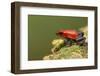 Strawberry Poison Dart Frog in Rainforest, Selva Verde, Costa Rica-Rob Sheppard-Framed Photographic Print