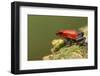 Strawberry Poison Dart Frog in Rainforest, Selva Verde, Costa Rica-Rob Sheppard-Framed Photographic Print