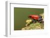 Strawberry Poison Dart Frog in Rainforest, Selva Verde, Costa Rica-Rob Sheppard-Framed Photographic Print