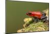 Strawberry Poison Dart Frog in Rainforest, Selva Verde, Costa Rica-Rob Sheppard-Mounted Photographic Print