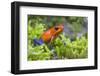 Strawberry poison dart frog  (Oophaga pumilio) La Selva Field Station, Costa Rica-Phil Savoie-Framed Photographic Print