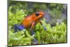 Strawberry poison dart frog  (Oophaga pumilio) La Selva Field Station, Costa Rica-Phil Savoie-Mounted Photographic Print