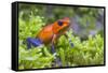 Strawberry poison dart frog  (Oophaga pumilio) La Selva Field Station, Costa Rica-Phil Savoie-Framed Stretched Canvas