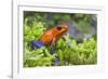 Strawberry poison dart frog  (Oophaga pumilio) La Selva Field Station, Costa Rica-Phil Savoie-Framed Photographic Print