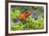 Strawberry poison dart frog  (Oophaga pumilio) La Selva Field Station, Costa Rica-Phil Savoie-Framed Photographic Print