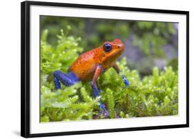 Strawberry poison dart frog  (Oophaga pumilio) La Selva Field Station, Costa Rica-Phil Savoie-Framed Photographic Print