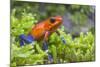 Strawberry poison dart frog  (Oophaga pumilio) La Selva Field Station, Costa Rica-Phil Savoie-Mounted Photographic Print