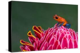 Strawberry Poison-Dart Frog (Oophaga Pumilio), Sarapiqui, Costa Rica-null-Stretched Canvas