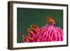 Strawberry Poison-Dart Frog (Oophaga Pumilio), Sarapiqui, Costa Rica-null-Framed Premium Photographic Print