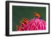 Strawberry Poison-Dart Frog (Oophaga Pumilio), Sarapiqui, Costa Rica-null-Framed Photographic Print