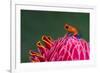 Strawberry Poison-Dart Frog (Oophaga Pumilio), Sarapiqui, Costa Rica-null-Framed Photographic Print