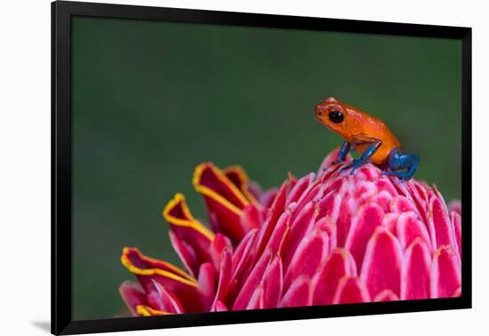 Strawberry Poison-Dart Frog (Oophaga Pumilio), Sarapiqui, Costa Rica-null-Framed Photographic Print