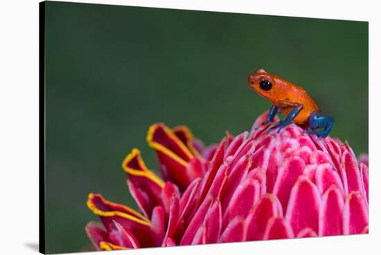 Strawberry Poison-Dart Frog (Oophaga Pumilio), Sarapiqui, Costa Rica-null-Stretched Canvas