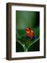 Strawberry Poison-Dart Frog (Oophaga Pumilio) - Stock Photo-NTCo-Framed Photographic Print