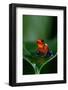 Strawberry Poison-Dart Frog (Oophaga Pumilio) - Stock Photo-NTCo-Framed Photographic Print