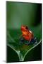 Strawberry Poison-Dart Frog (Oophaga Pumilio) - Stock Photo-NTCo-Mounted Photographic Print