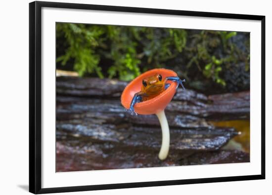 Strawberry poison dart frog  sitting in cup fungus, La Selva Field Station, Costa Rica-Phil Savoie-Framed Photographic Print