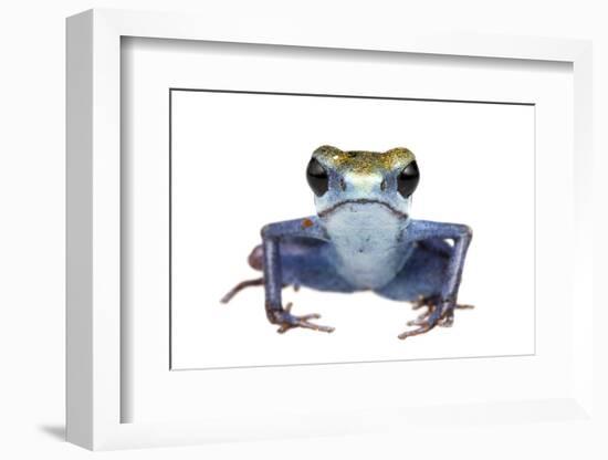 Strawberry Poison Frog (Oophaga Pumilio) Escudo De Veraguas, Panama. Meetyourneighbours. Net Projec-Jp Lawrence-Framed Photographic Print