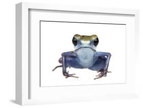 Strawberry Poison Frog (Oophaga Pumilio) Escudo De Veraguas, Panama. Meetyourneighbours. Net Projec-Jp Lawrence-Framed Photographic Print