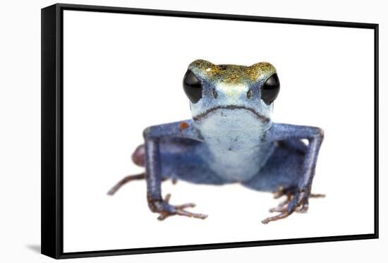 Strawberry Poison Frog (Oophaga Pumilio) Escudo De Veraguas, Panama. Meetyourneighbours. Net Projec-Jp Lawrence-Framed Stretched Canvas