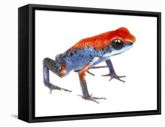 Strawberry Poison Frog (Oophaga Pumilio) Escudo De Veraguas, Panama. Meetyourneighbours.Net Project-Jp Lawrence-Framed Stretched Canvas