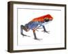 Strawberry Poison Frog (Oophaga Pumilio) Escudo De Veraguas, Panama. Meetyourneighbours.Net Project-Jp Lawrence-Framed Photographic Print