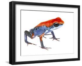 Strawberry Poison Frog (Oophaga Pumilio) Escudo De Veraguas, Panama. Meetyourneighbours.Net Project-Jp Lawrence-Framed Photographic Print