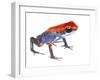 Strawberry Poison Frog (Oophaga Pumilio) Escudo De Veraguas, Panama. Meetyourneighbours.Net Project-Jp Lawrence-Framed Photographic Print