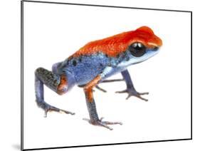 Strawberry Poison Frog (Oophaga Pumilio) Escudo De Veraguas, Panama. Meetyourneighbours.Net Project-Jp Lawrence-Mounted Photographic Print