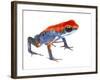 Strawberry Poison Frog (Oophaga Pumilio) Escudo De Veraguas, Panama. Meetyourneighbours.Net Project-Jp Lawrence-Framed Photographic Print