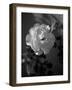 Strawberry Rose-Nicole Katano-Framed Photo