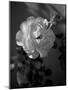 Strawberry Rose-Nicole Katano-Mounted Photo