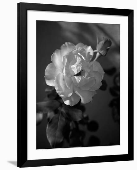 Strawberry Rose-Nicole Katano-Framed Photo