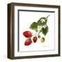 Strawberry Study II-Grace Popp-Framed Art Print