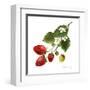 Strawberry Study II-Grace Popp-Framed Art Print