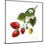 Strawberry Study II-Grace Popp-Mounted Art Print