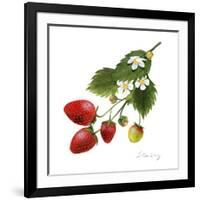 Strawberry Study II-Grace Popp-Framed Art Print