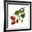 Strawberry Study II-Grace Popp-Framed Art Print