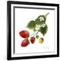 Strawberry Study II-Grace Popp-Framed Art Print