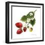 Strawberry Study II-Grace Popp-Framed Art Print