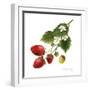 Strawberry Study II-Grace Popp-Framed Art Print