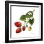 Strawberry Study II-Grace Popp-Framed Art Print